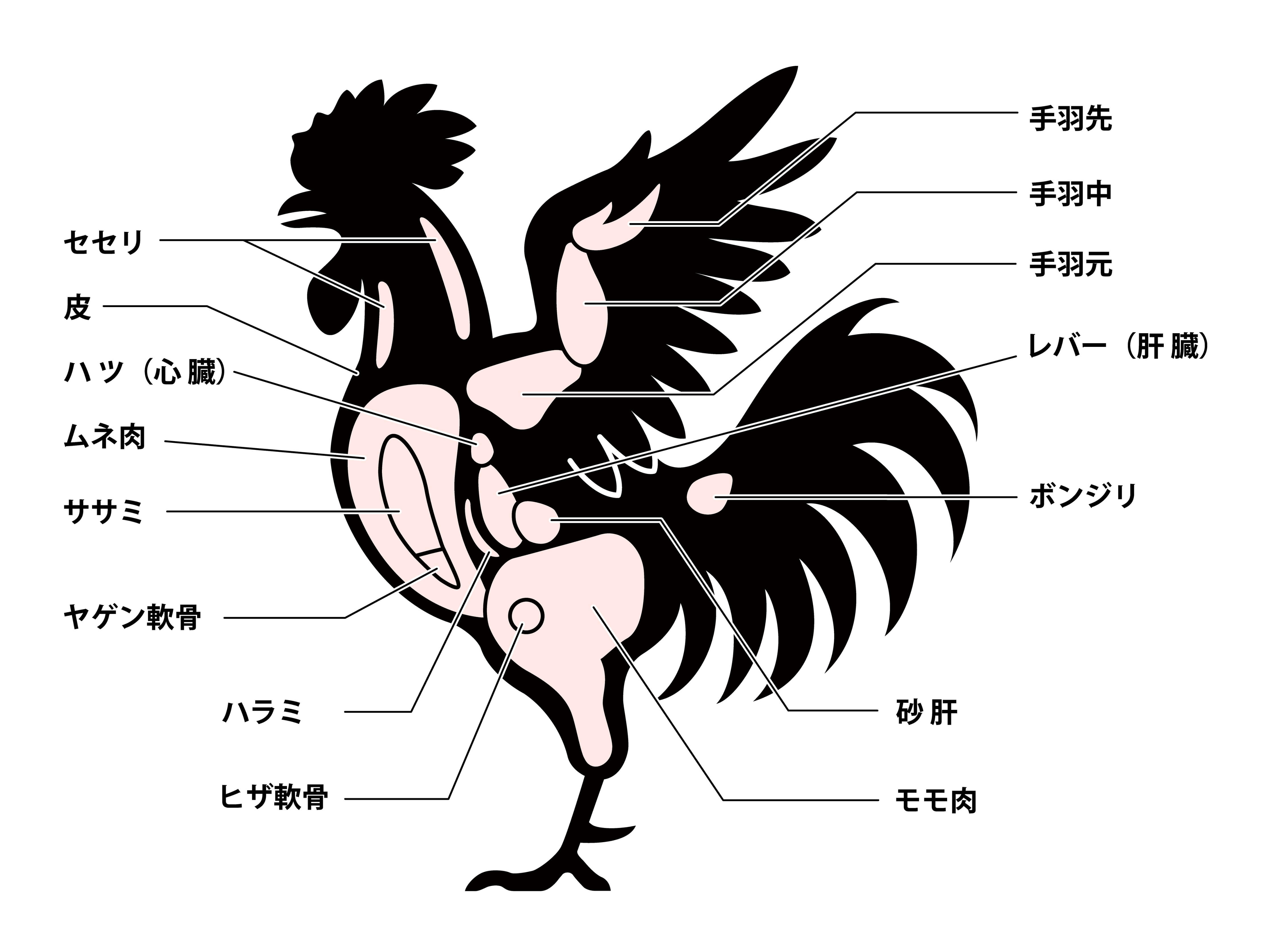 ささみとは鶏のどこの部位？むね肉との違いや驚きの栄養・調理法を徹底解説