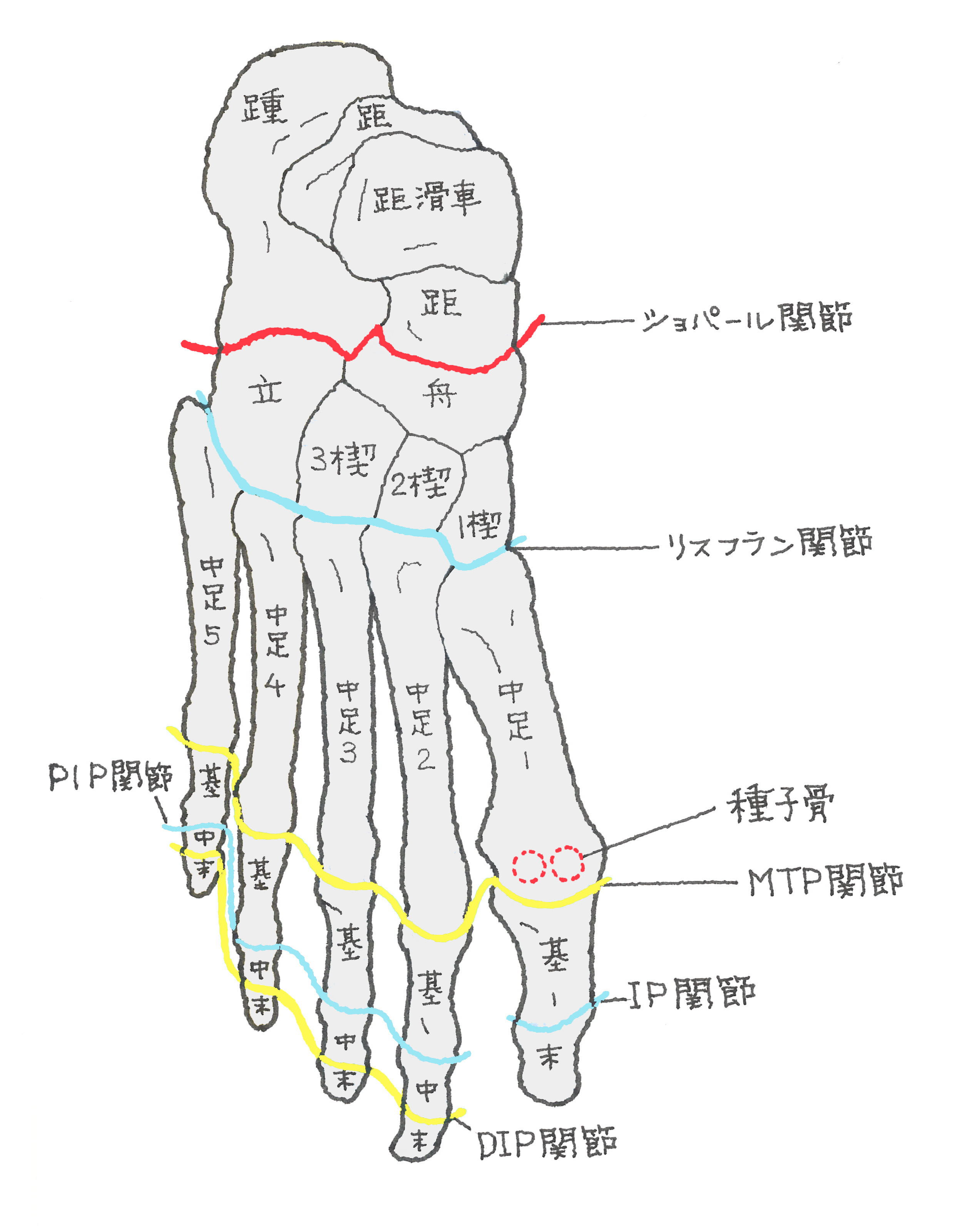 足根骨全7個の覚え方と痛みの正体｜足根骨癒合症や疲労骨折を見抜く診断術