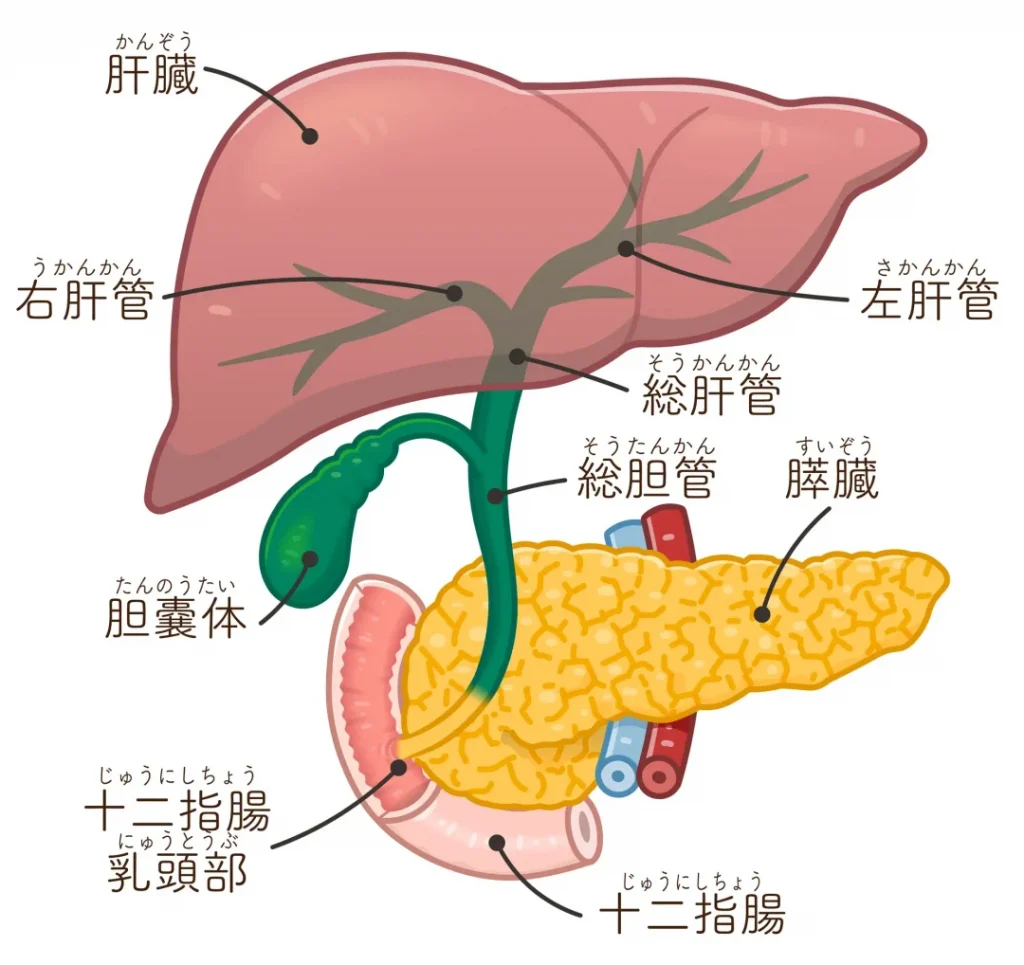 末期癌で黄疸が出たときの余命は？肝不全の兆候と家族の看取りケア