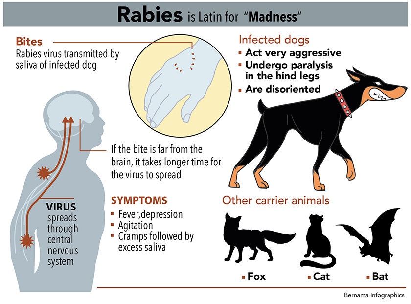 Can Human Get Rabies