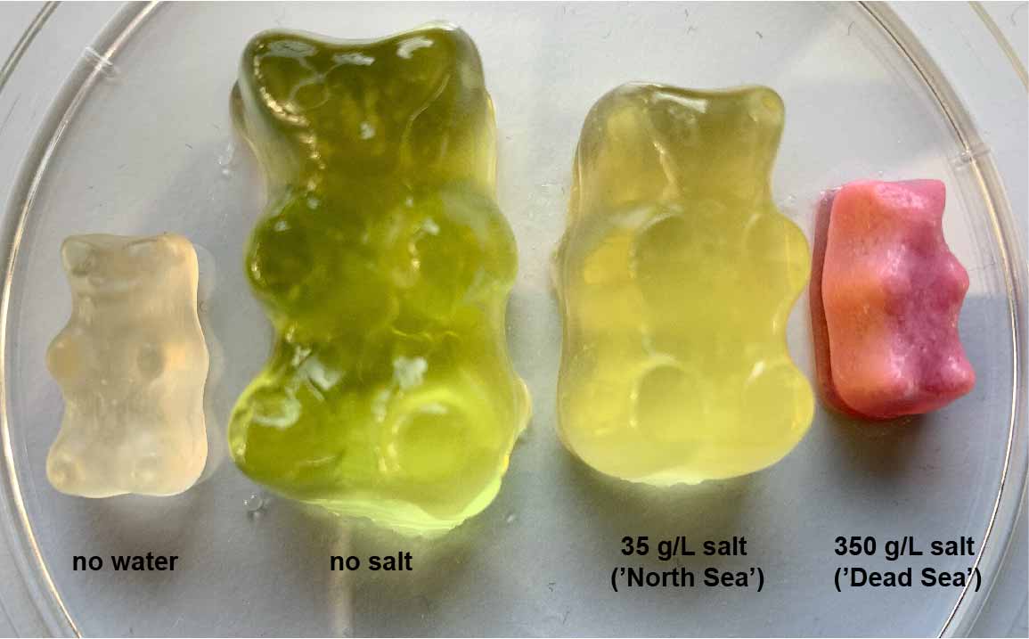 What Happens When You Put Gummy Bears in Salt Water