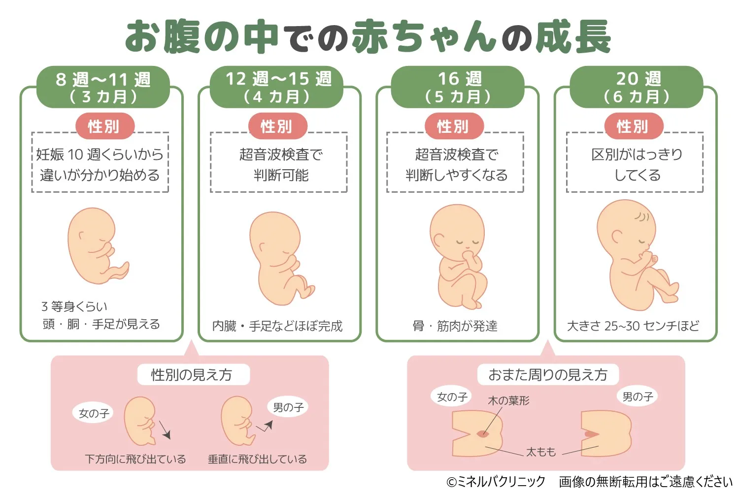 赤ちゃんの性別がわかる時期はいつ？エコー判定の真相と最短週数【2026】
