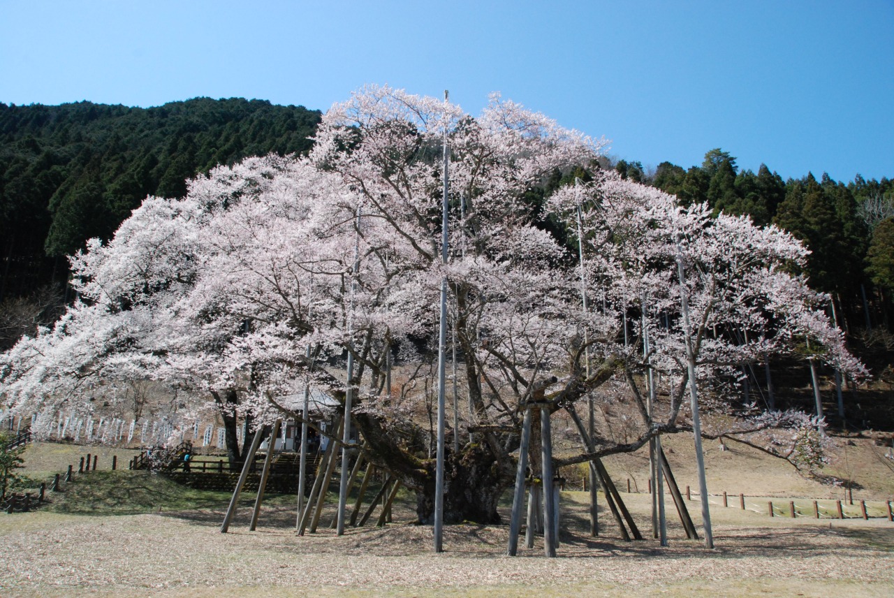 淡墨へ変わる奇跡の巨木！根尾谷薄墨桜の開花予想と穴場アクセス