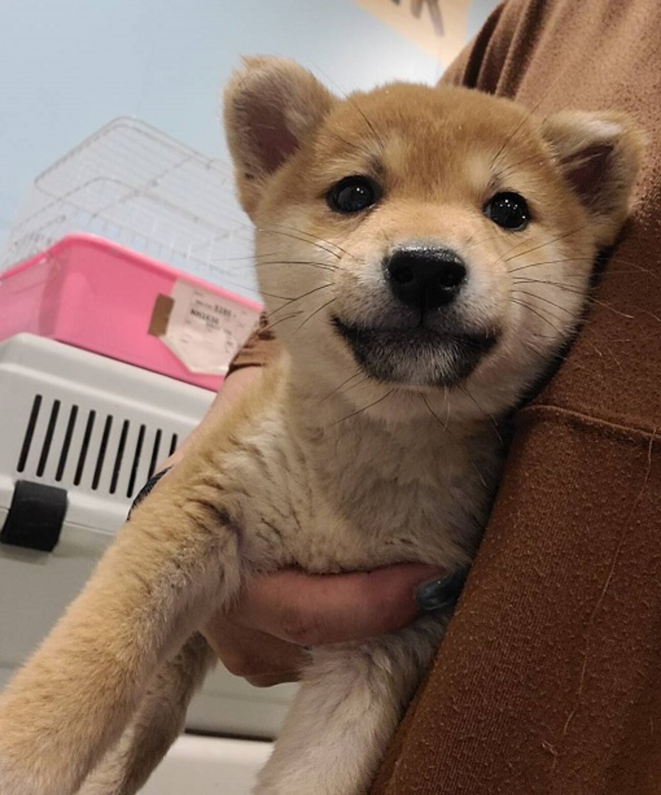 大阪で子犬を無料譲渡の真相とは？里親募集の費用と条件を徹底検証