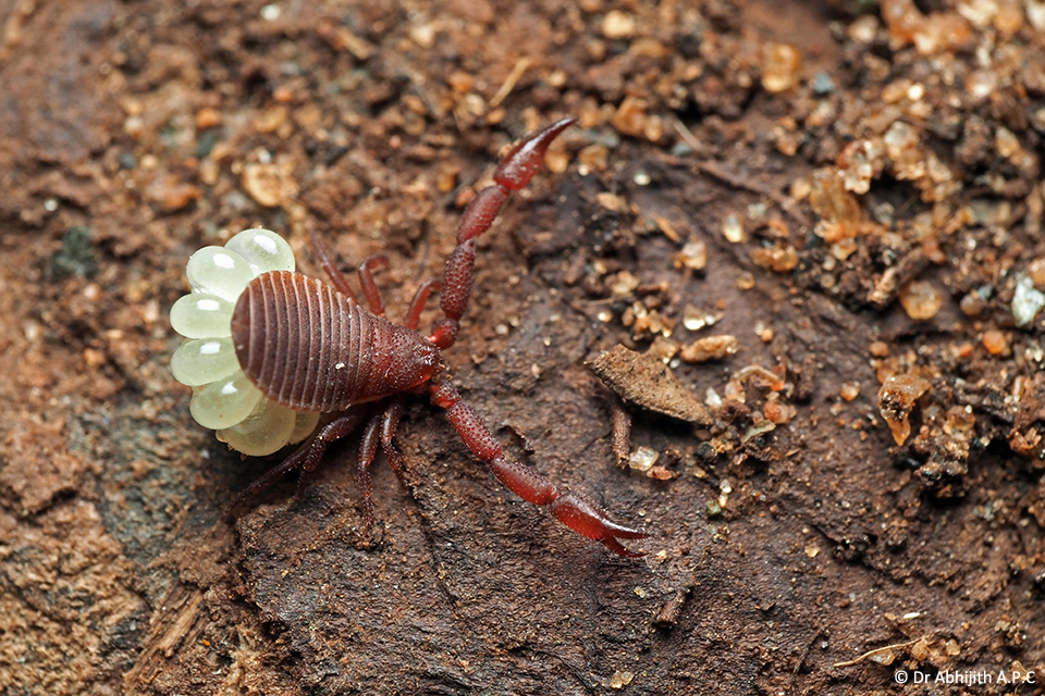 Where Do Pseudoscorpions Live
