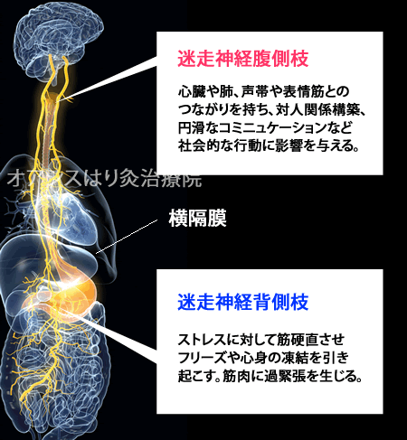 【Wiki風】 迷走 神経 反射 腹痛 ファン必見の最新情報 #739