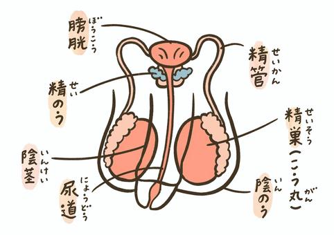 【画像あり】 生理 と は 男 に わかり やすく 最新写真集＆動画まとめ #927