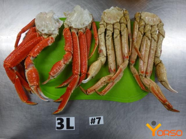 Tanner Crab vs Snow Crab