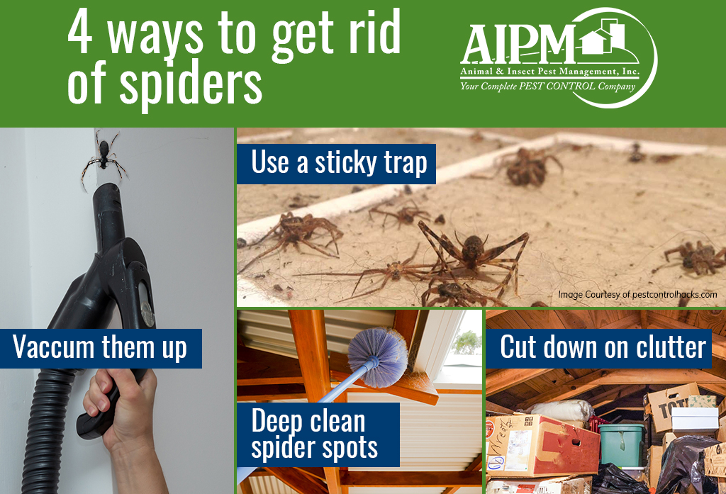 How to Get Rid of Spiders in My Home