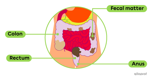 How Feces Are Formed