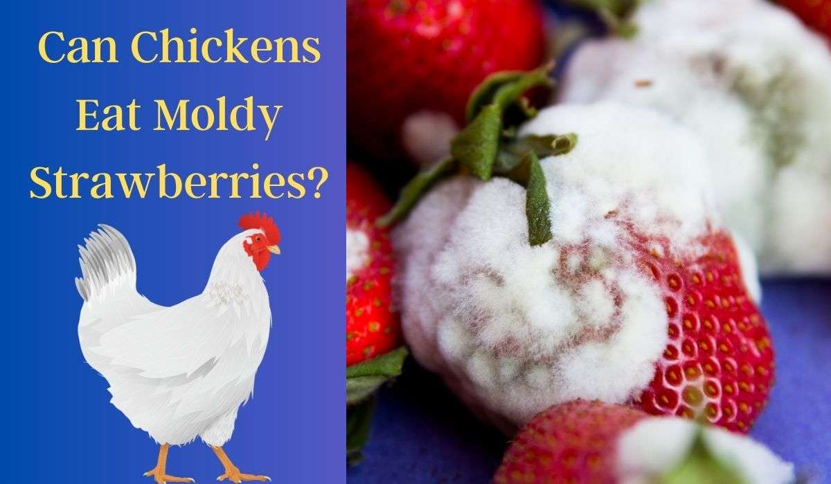 Can Chickens Eat Moldy Strawberries
