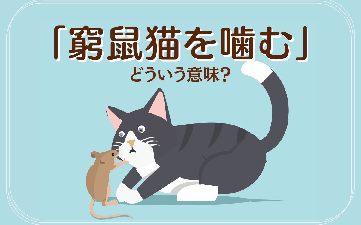 窮鼠猫を噛む「続きの言葉」が衝撃的！知られざる真意と逆転心理を徹底解説