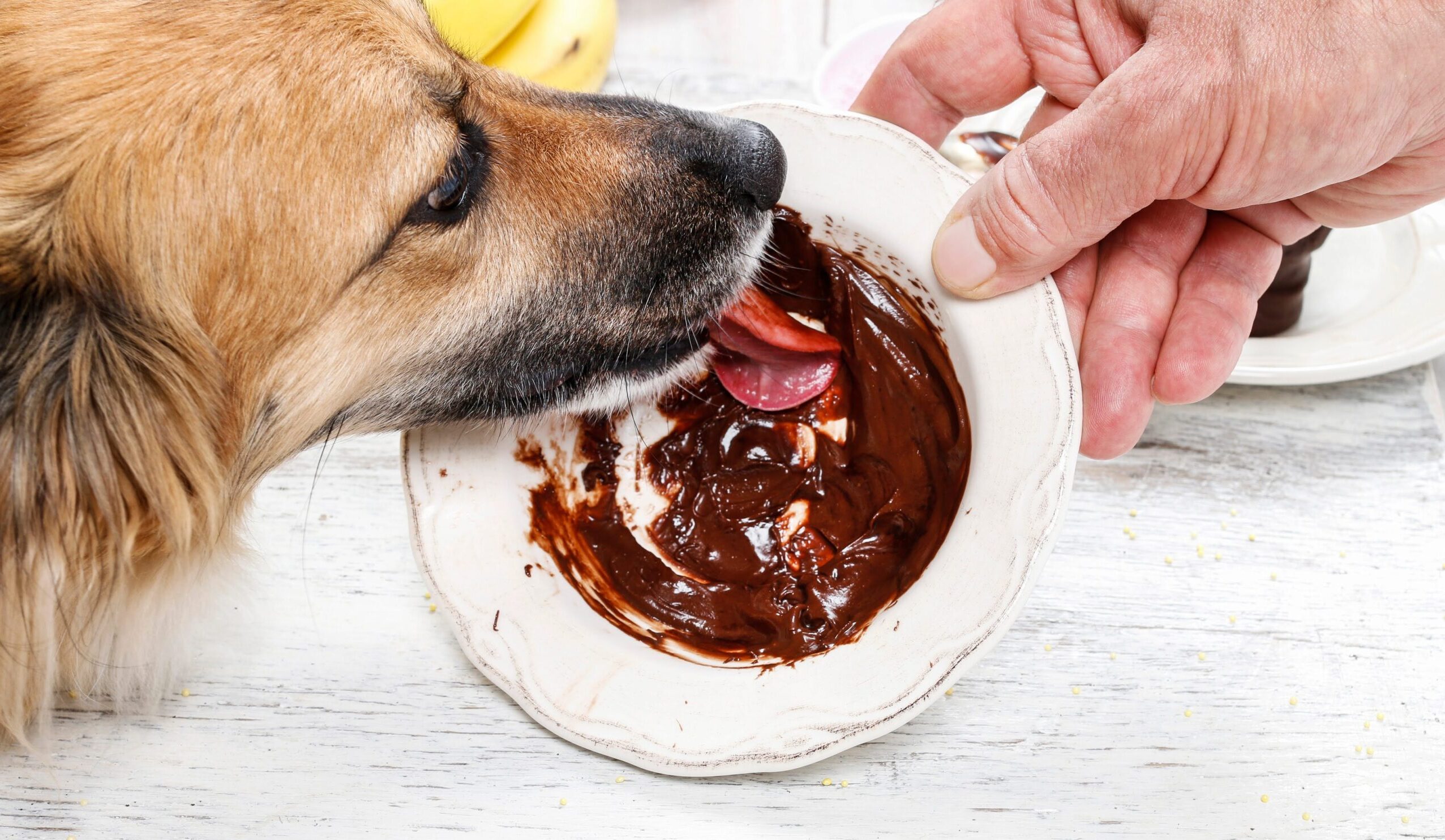 愛犬が誤食した時の致死量と症状は？獣医師が教える緊急応急処置