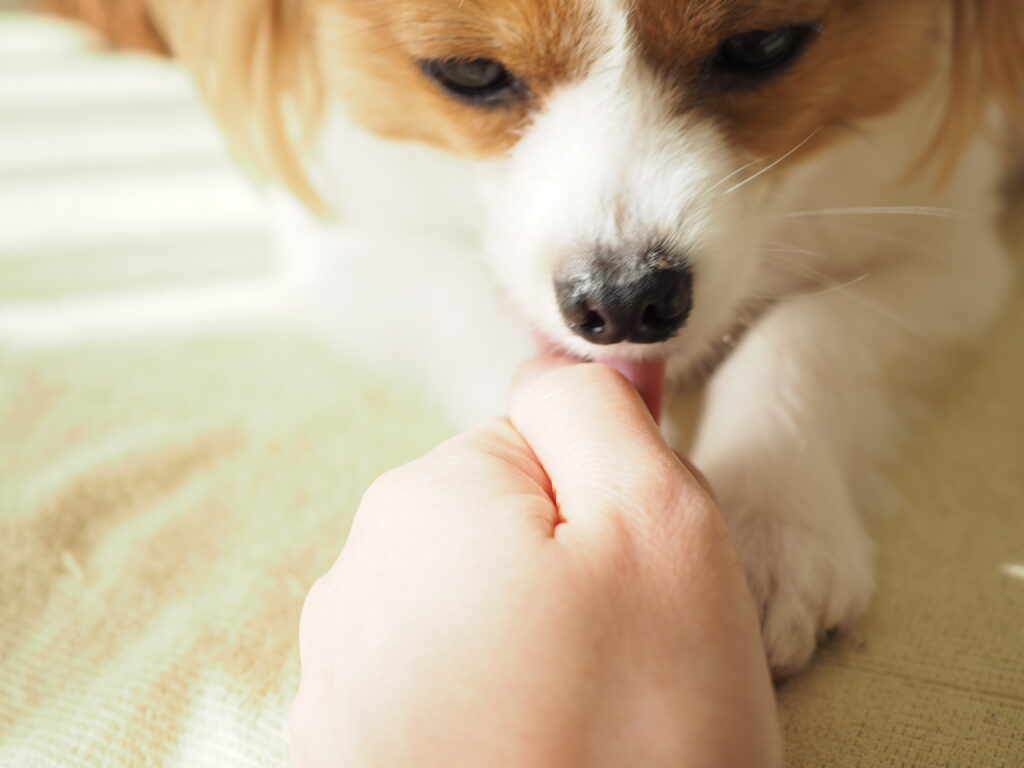 犬が手を舐める心理と理由｜愛情表現か病気か？見分け方と対処法