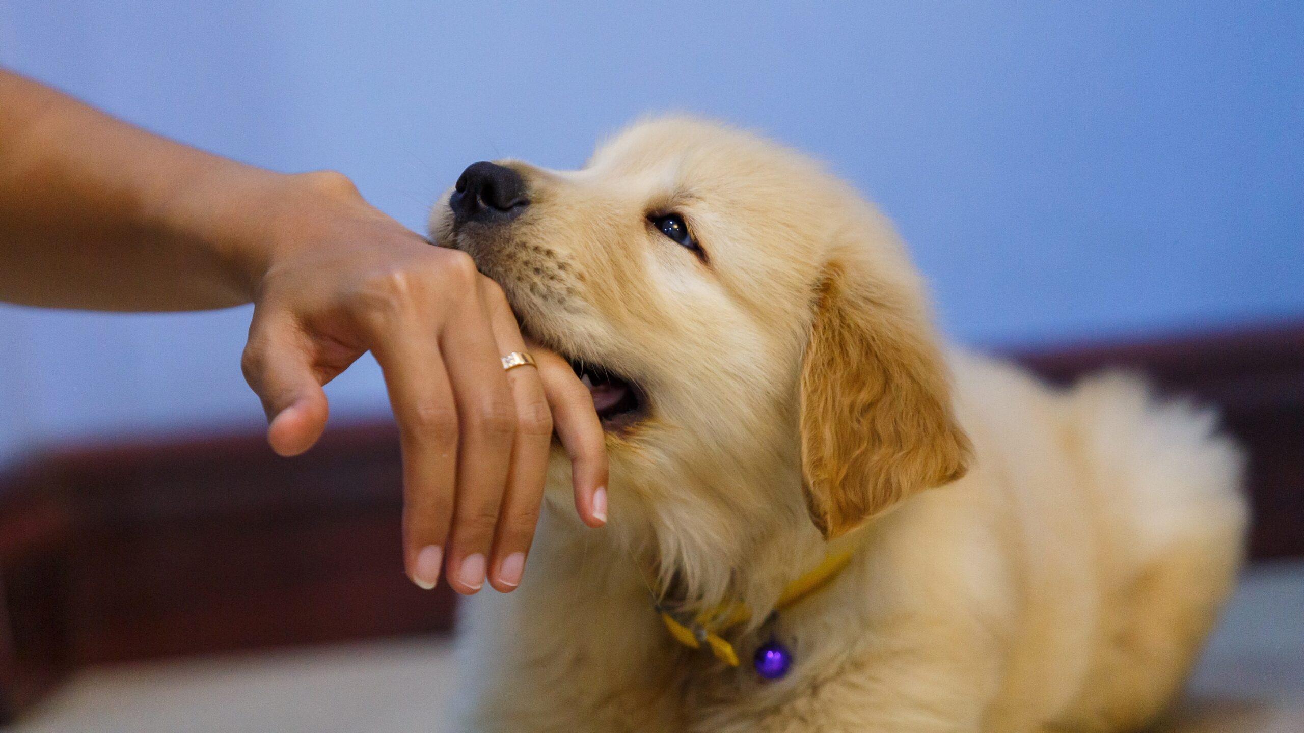 犬が手をなめる心理と病気のサイン｜愛情表現の裏に潜むリスク徹底解剖