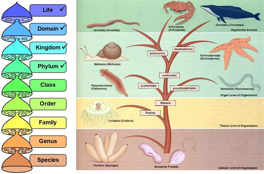 Phylum of Animalia Kingdom
