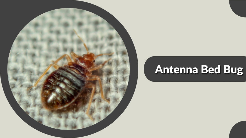 Bed Bug Long Antennae