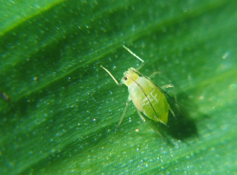 Tiny Bugs in the Grass