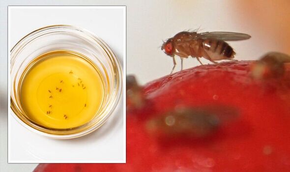 Are Fruit Flies Attracted to Apple Cider Vinegar