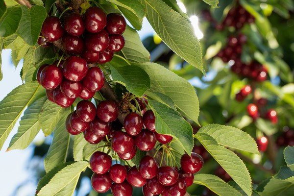 Are Cherries in Season Right Now