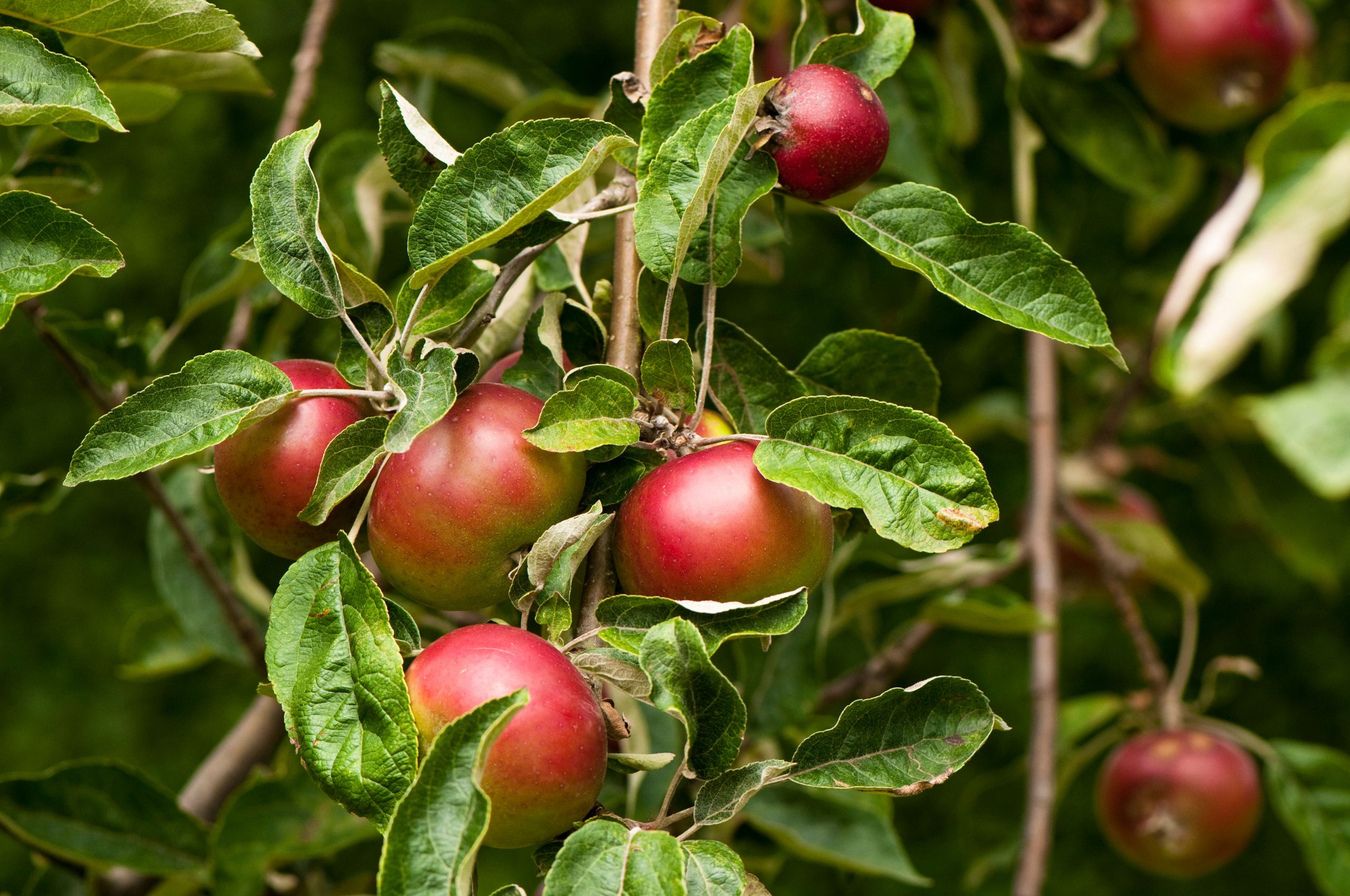 Are Apples Living Things