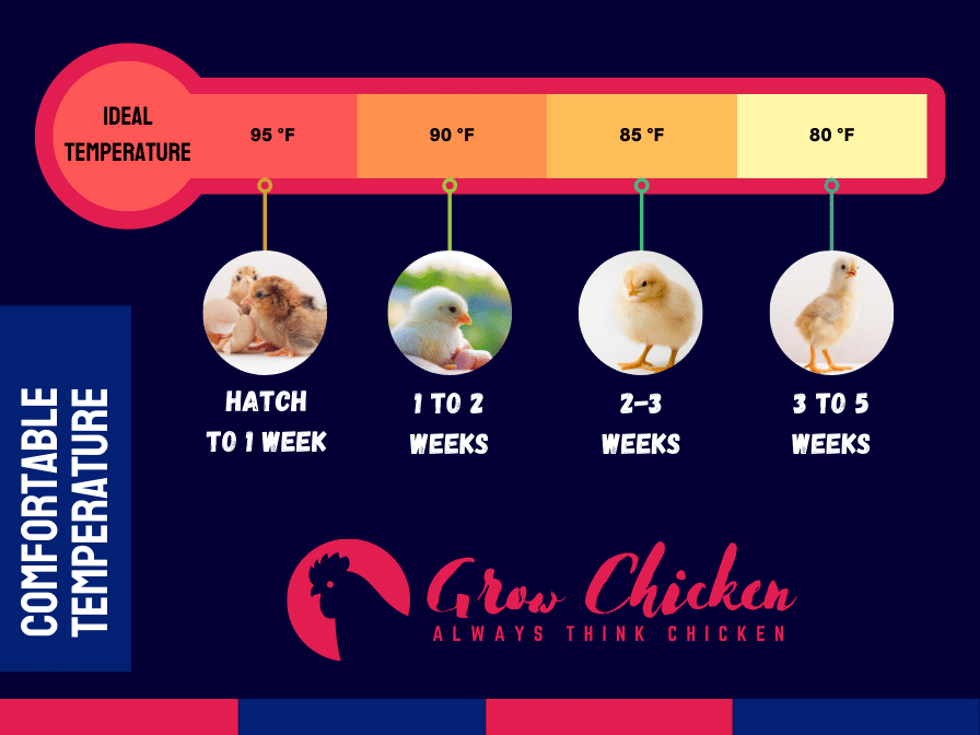 What Temp Can Chickens Tolerate