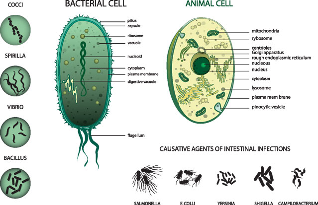 Is Microbiology the Same as Cell Biology