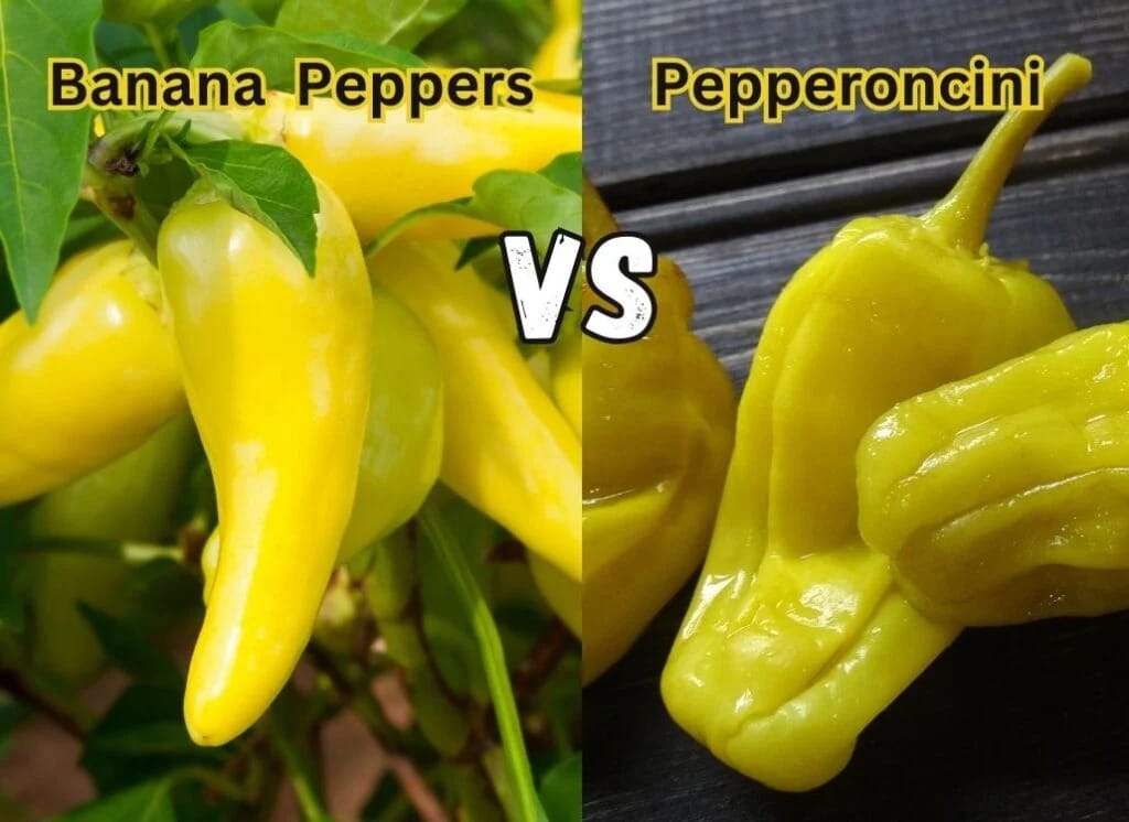 Are Pepperoncini the Same as Banana Peppers