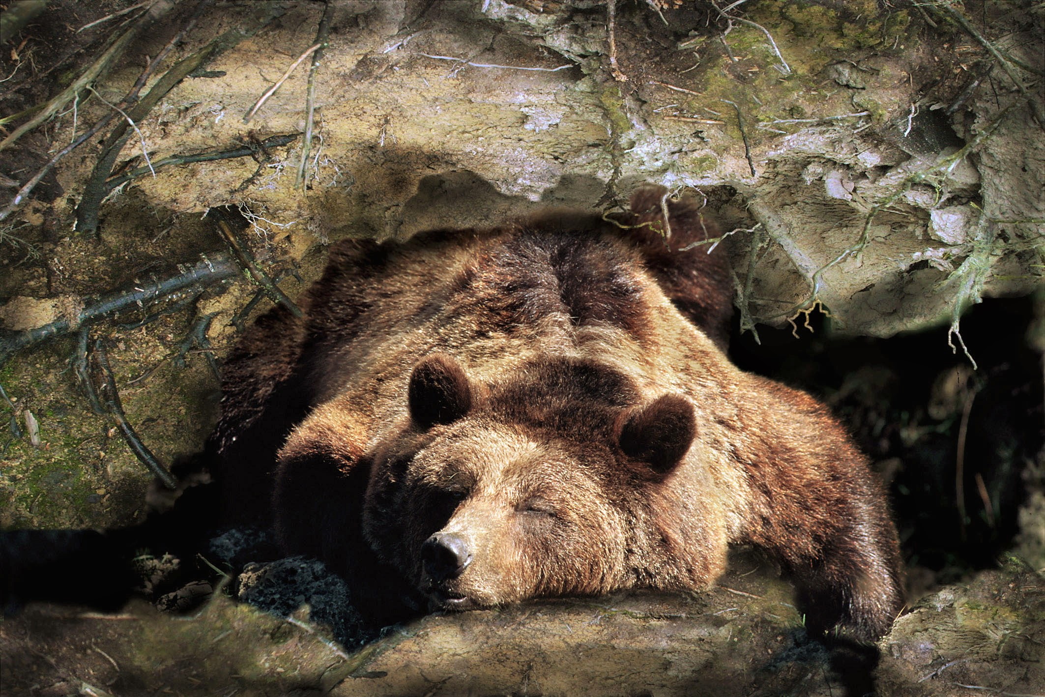 How Much Do Bears Sleep During Hibernation