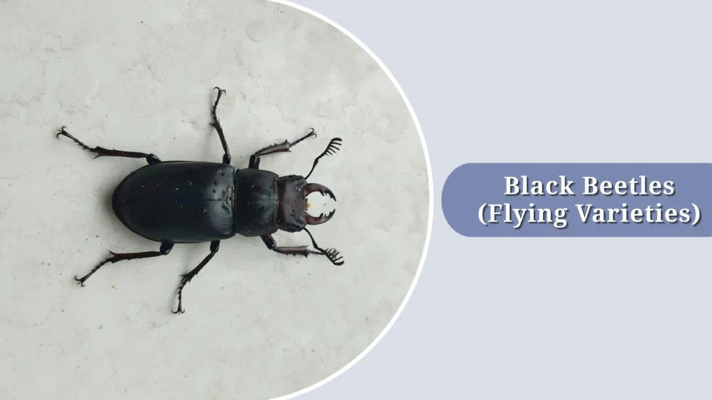 Small Black Flying Beetles in House