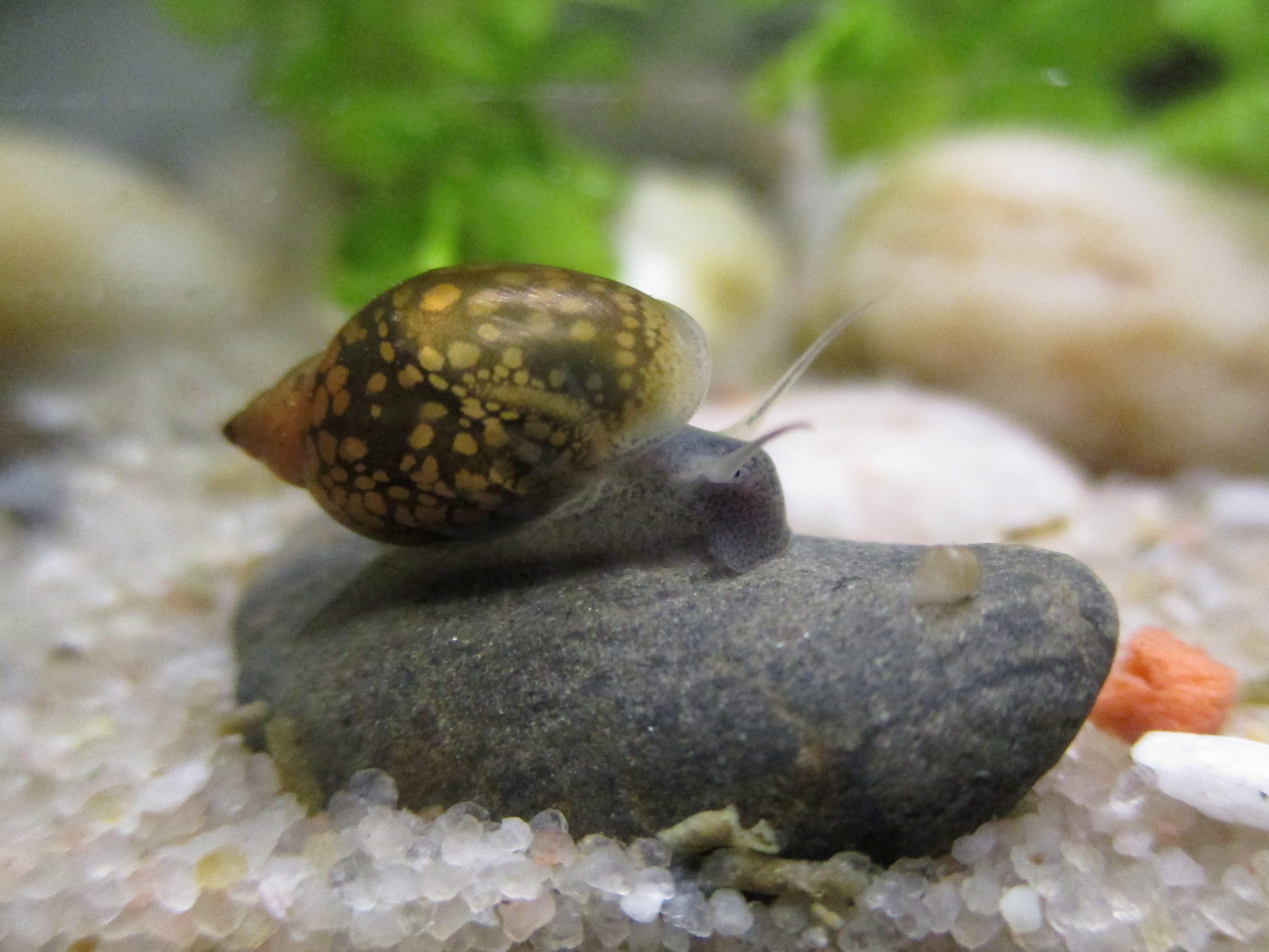 Are Snails Bad for Aquarium