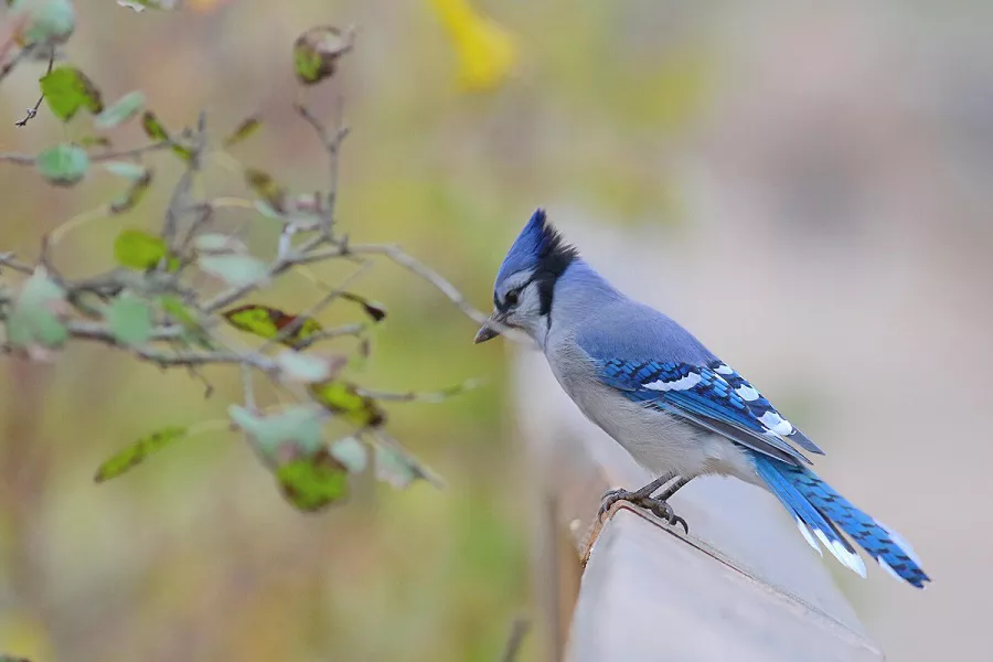 Life Expectancy of a Blue Jay