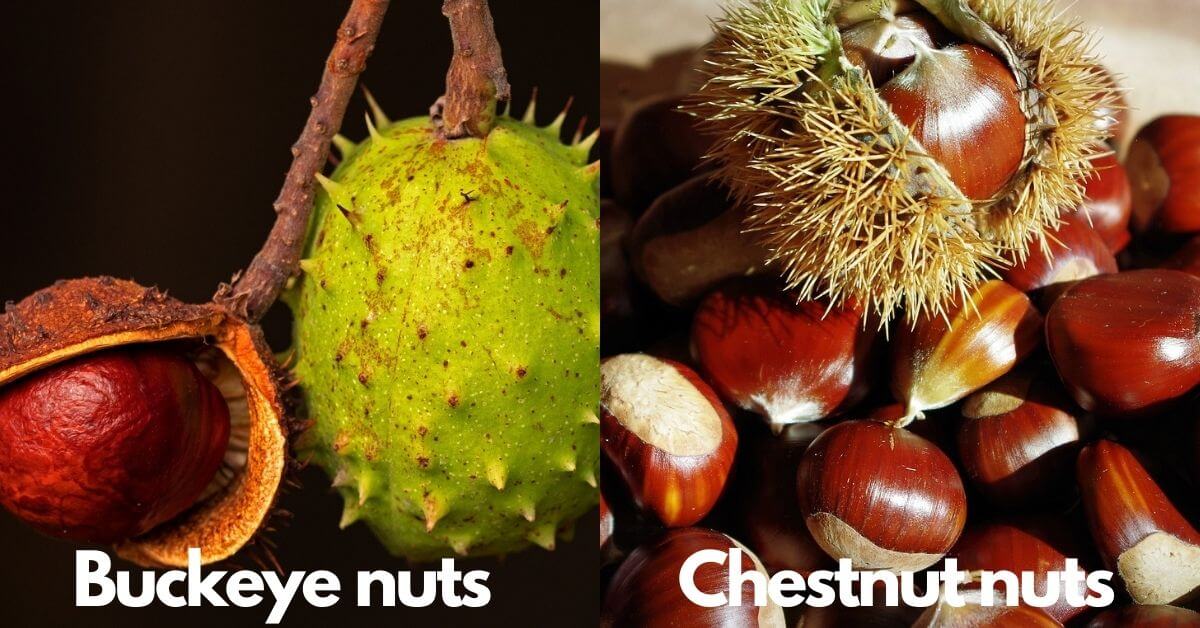Are Chestnuts and Buckeyes the Same Thing