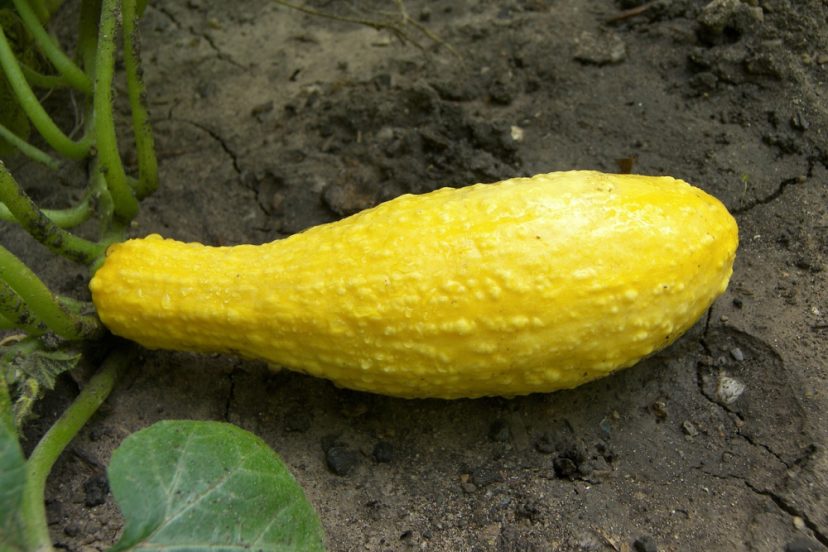 Yellow Squash Bumpy Skin