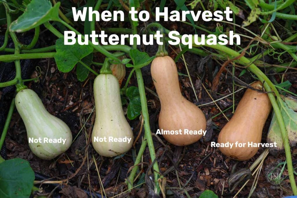 How Do You Know When to Pick Butternut Squash