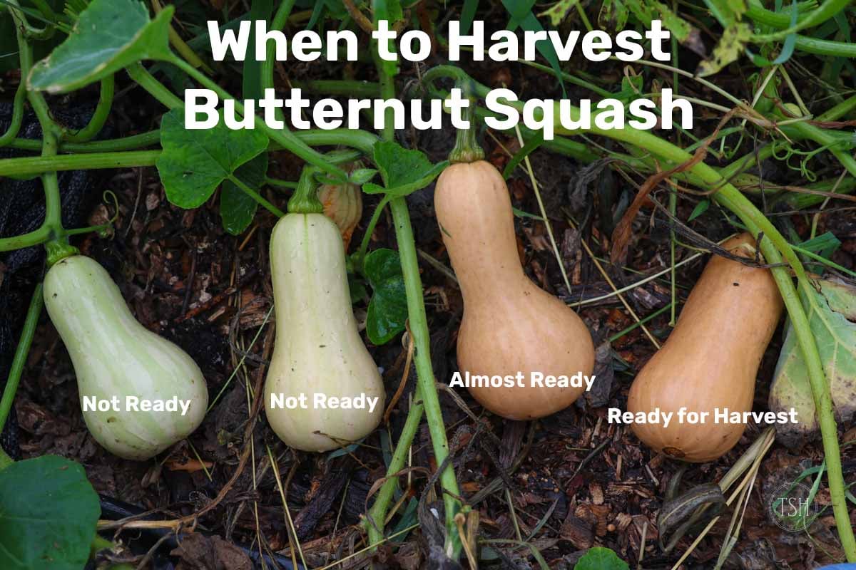 When Is Butternut Squash Ready to Pick