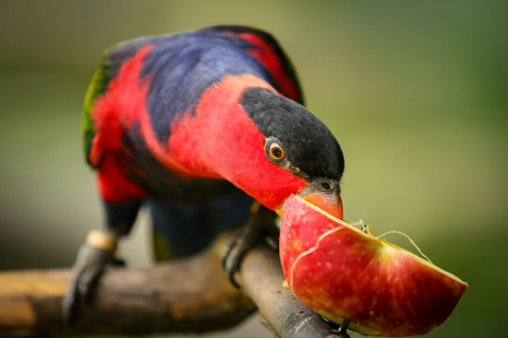 Can Wild Birds Eat Apples