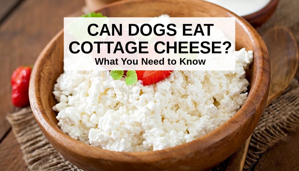 Cottage Cheese for Upset Stomach
