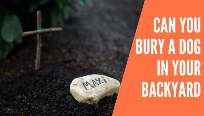 Can You Bury Your Dog in Your Garden