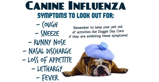 Can Dogs Get the Flu Virus