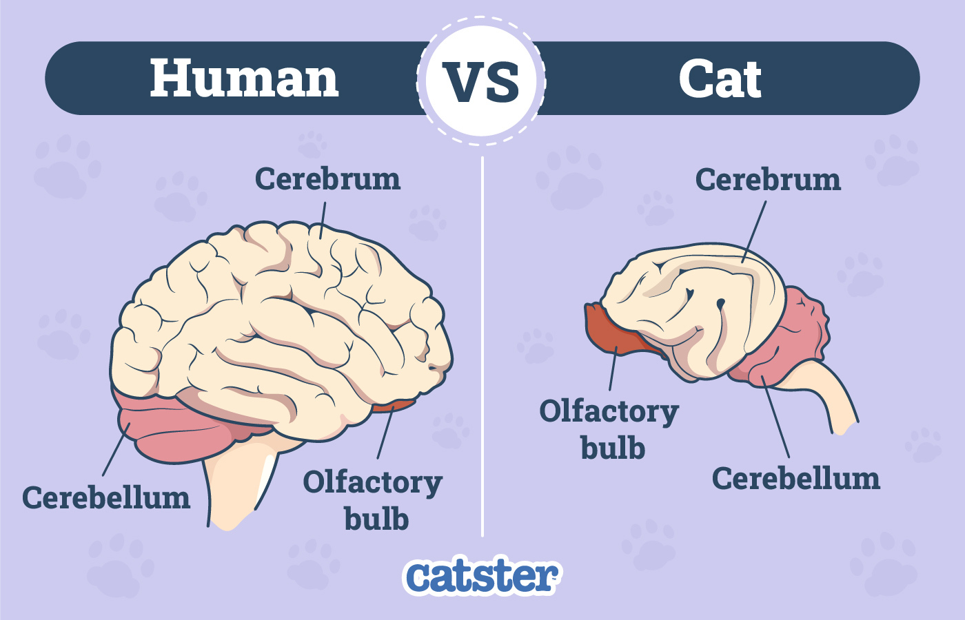 How Big Is a Cat's Brain