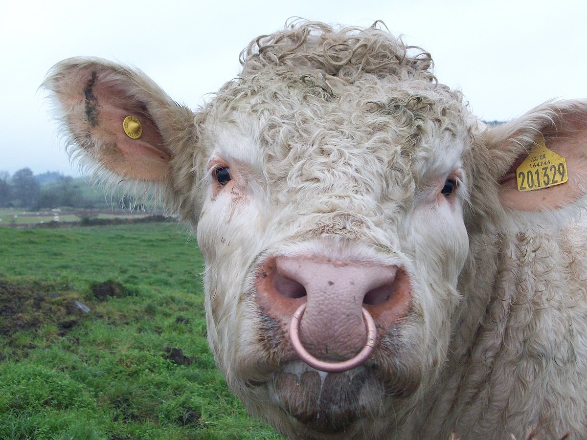 Why Do Bulls Have Nose Ring