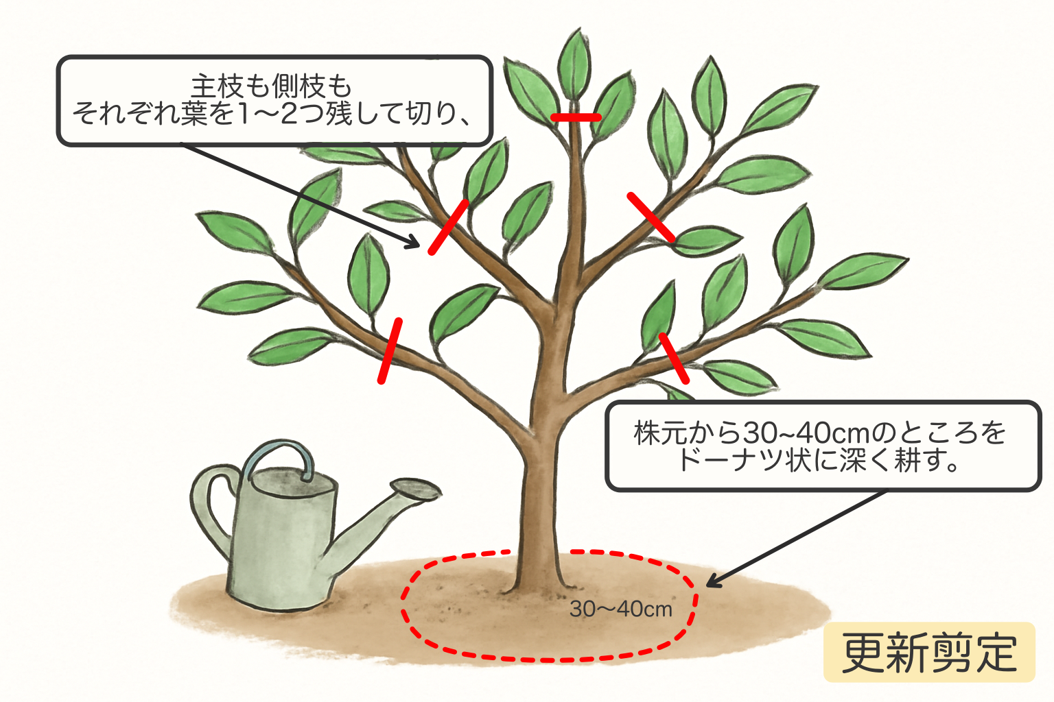 ナスの更新剪定はなぜ必要？絶品秋ナスを大量収穫する復活術2026