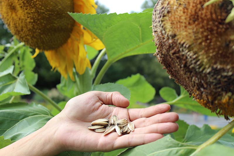 How to Get Sunflower Seeds from the Flower
