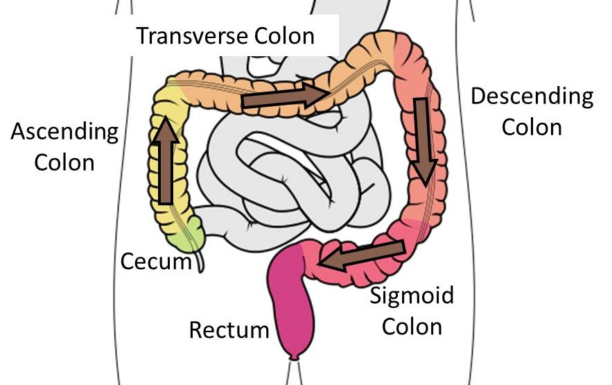 Where Does Poop Come From