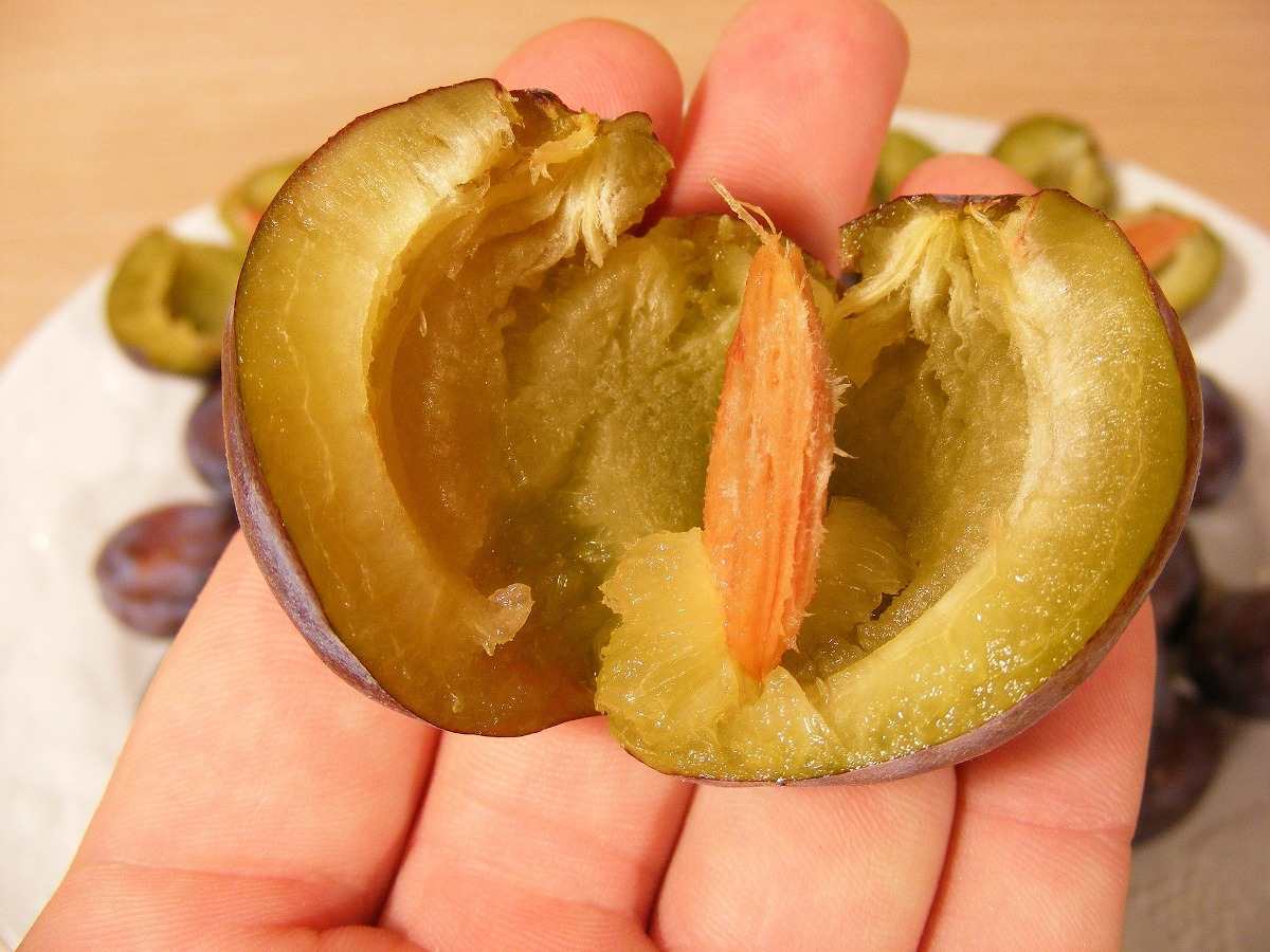 Does a Plum Have a Pit