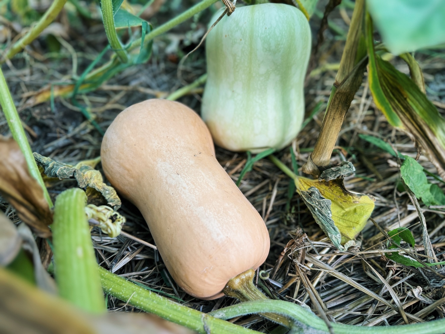 How Do I Know If Butternut Squash Is Ripe