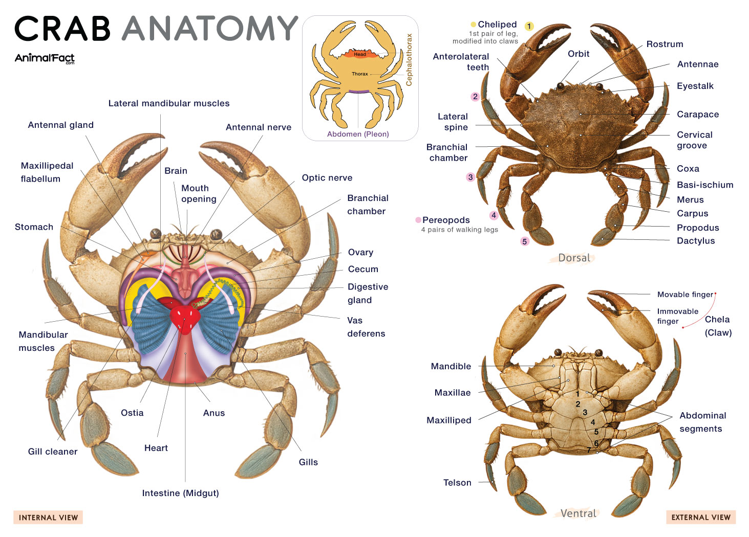Do Crabs Have 10 Legs