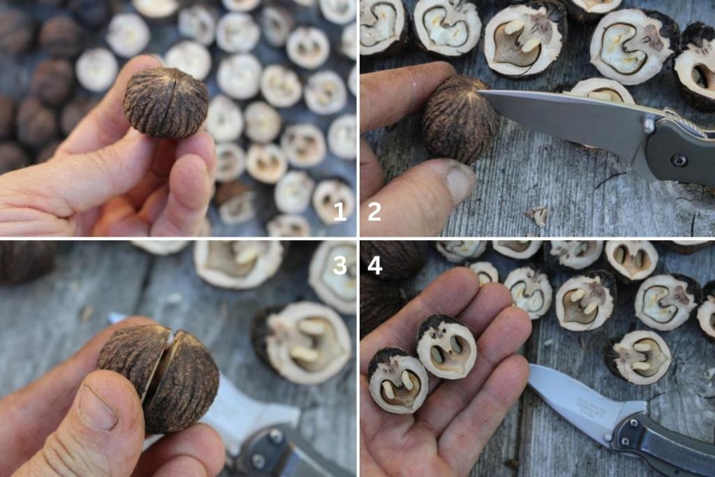 How to Crack Open Black Walnuts