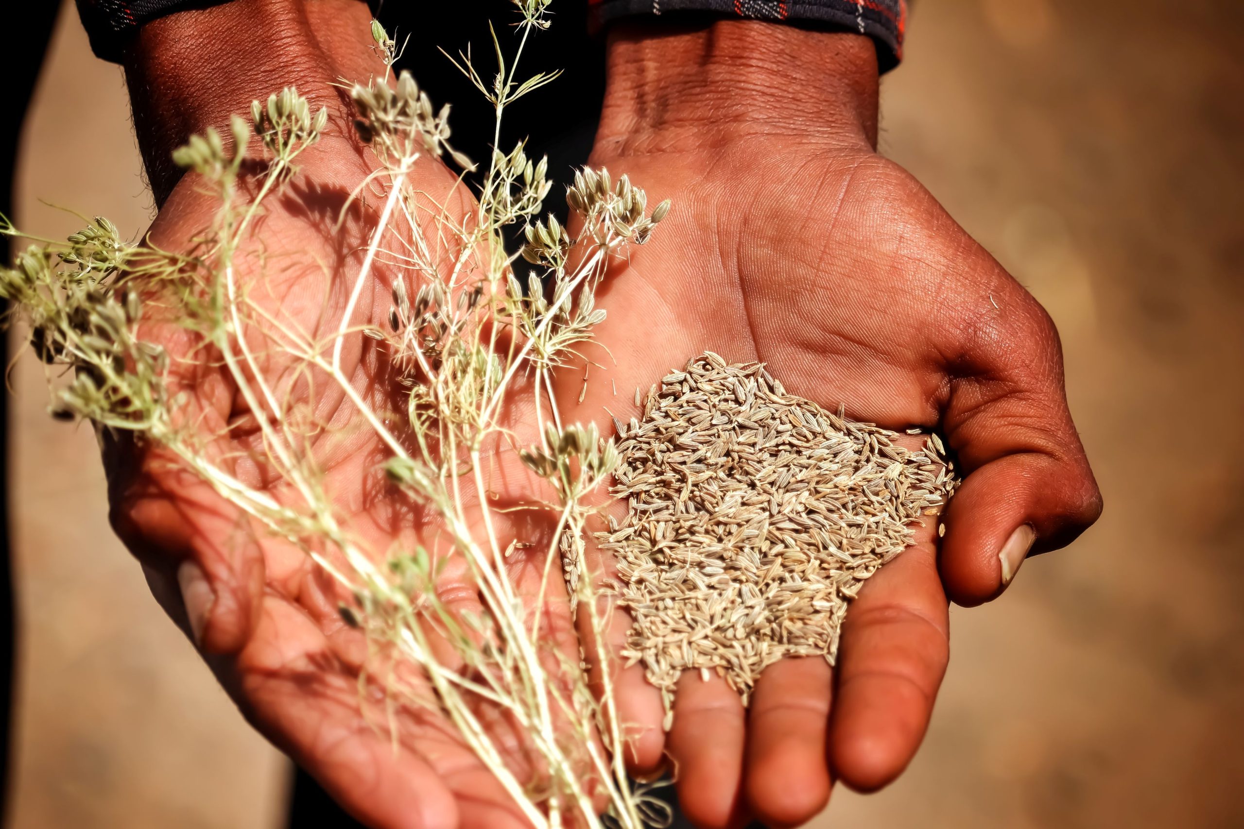 Where Do Cumin Seeds Come From